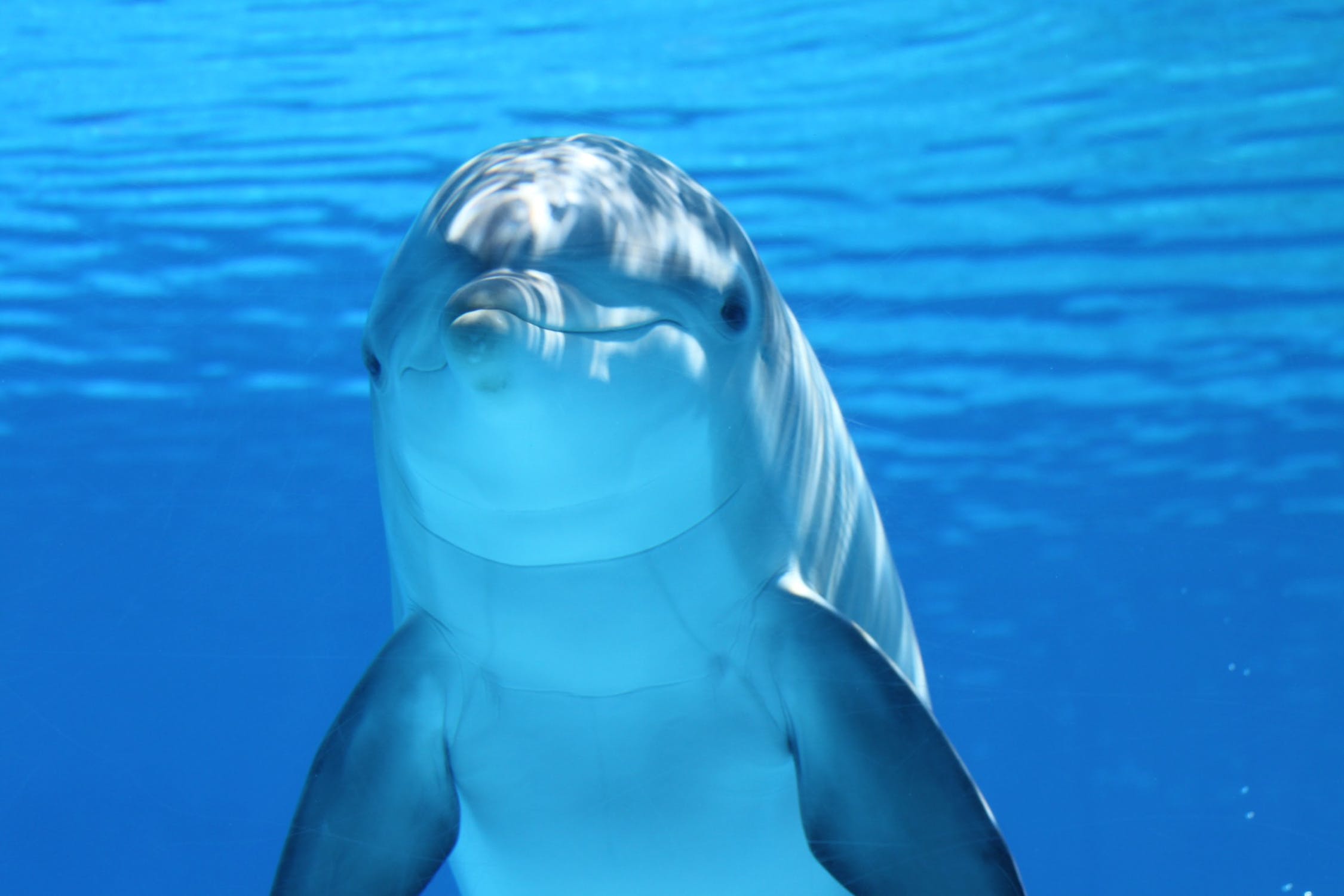 A white and gray dolphin in blue water.